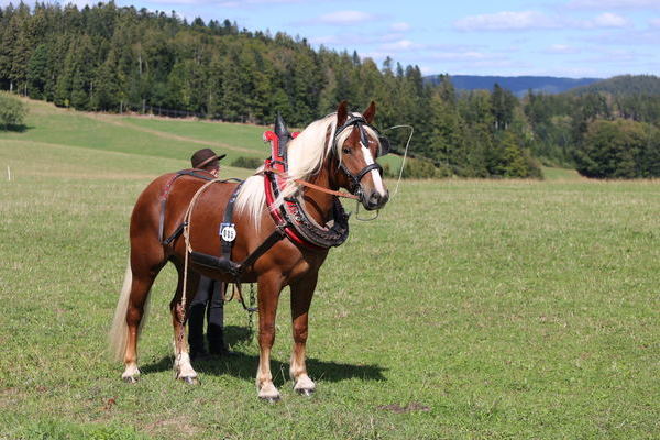 Hannelore, 5j, Note 7,94, ZG M�ller, Titisee-Neustadt  (Foto Alfred Schw�r)