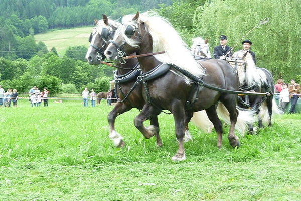 Viererzug mit Dachs, Feldsee, Wilder Retter und Vento gefahren von Karl-Heinz Bleher, Deckstation St.Märgen