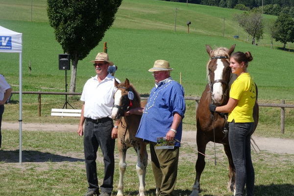 Das Siegerfohlen von Hugo Gantert aus Ühlingen