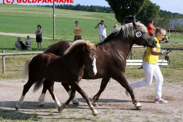 Goldfohlen Josef Ketterer v. Maitanz